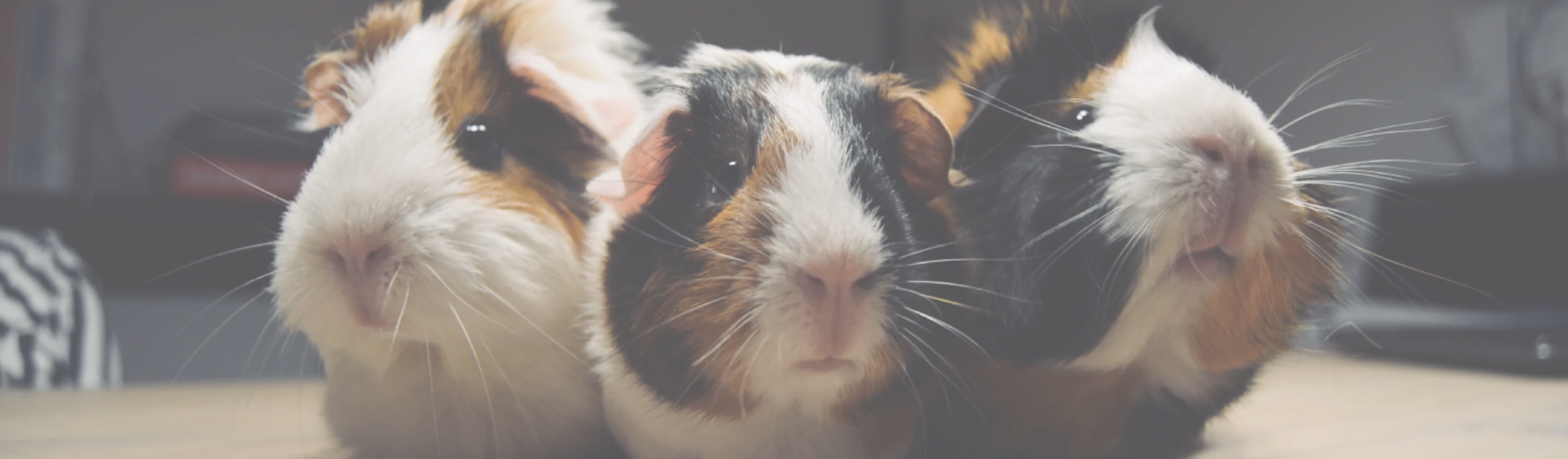 24 hour hotsell guinea pig vet